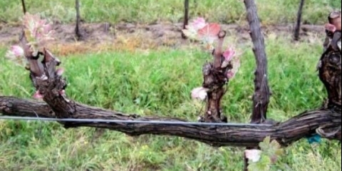 Rezidba grožđa u jesen za početnike u slikama